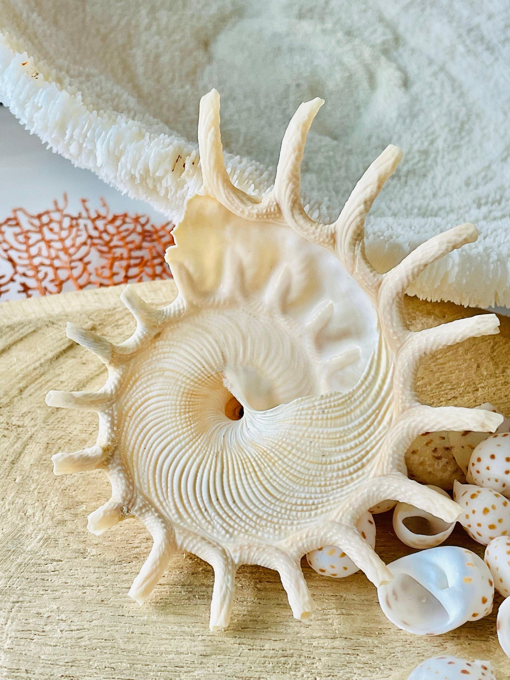 Rare Sun Carrier Stellaria Solarius Display Shell Up to 3-5"! Seashell Collectors Home Beach Nautical Coastal Décor Yellow Beige