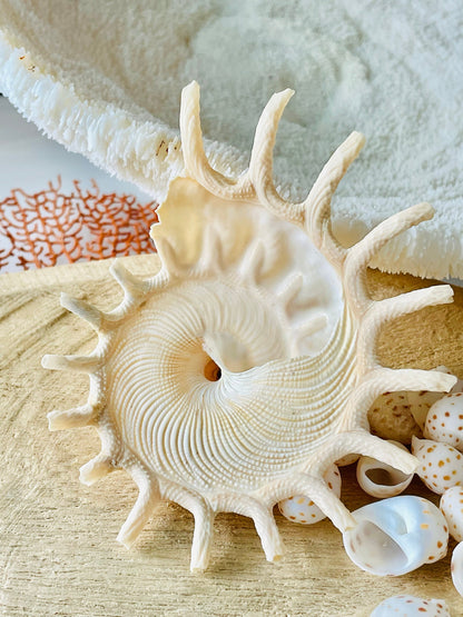 Rare Sun Carrier Stellaria Solarius Display Shell Up to 3-5"! Seashell Collectors Home Beach Nautical Coastal Décor Yellow Beige