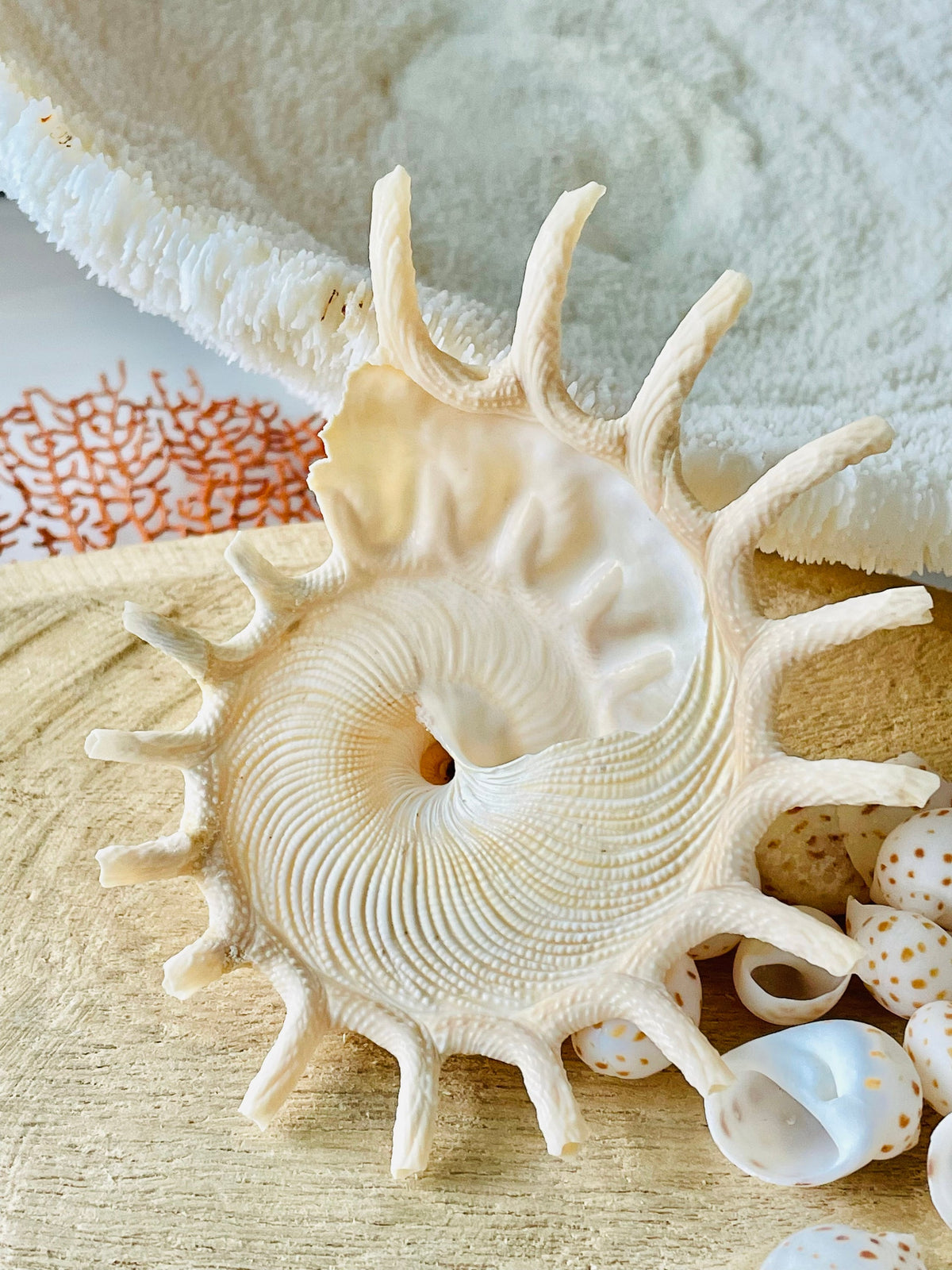 Rare Sun Carrier Seashell, Stellaria Solarius Display Shell (Up to 5")