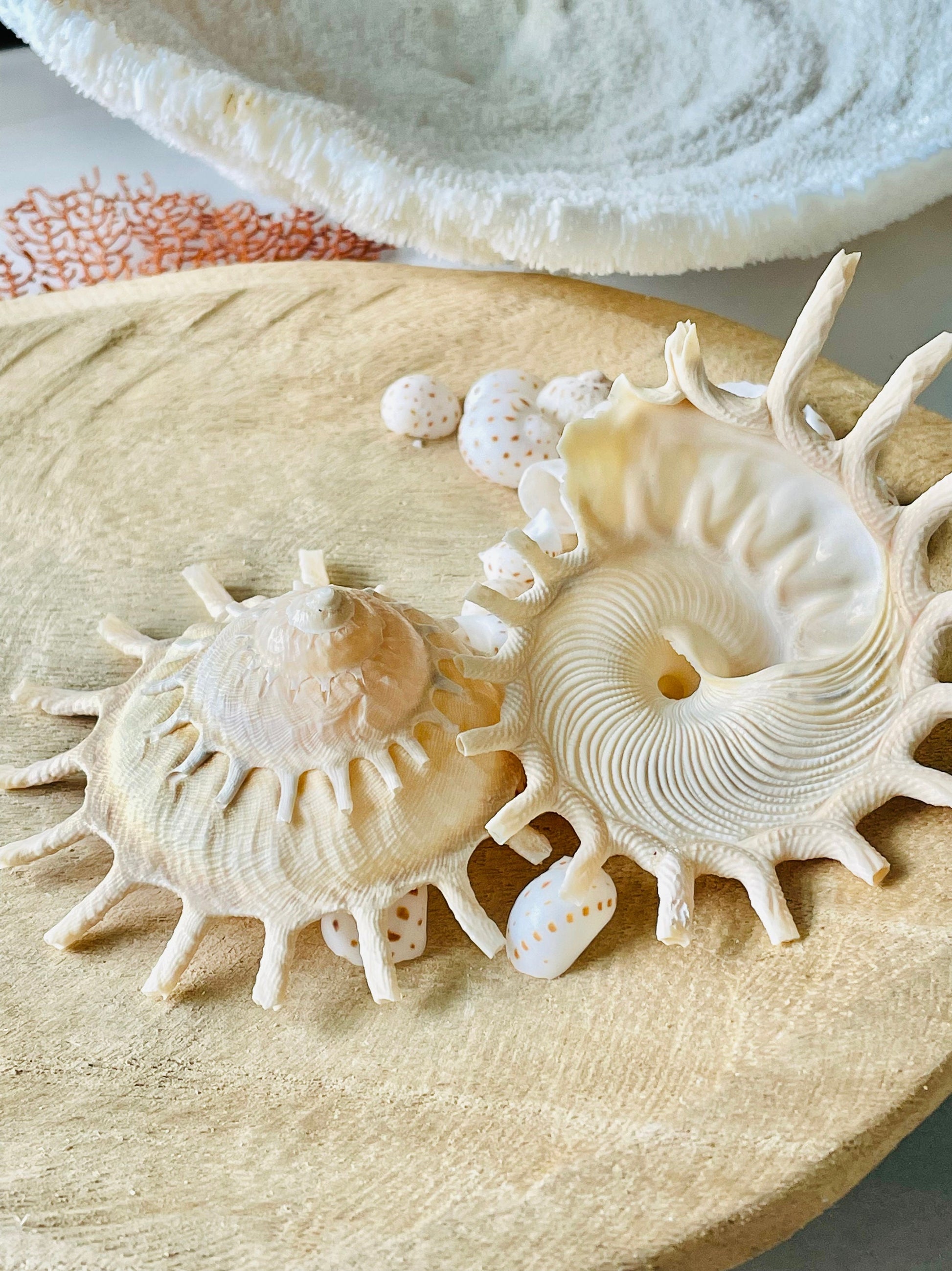 Rare Sun Carrier Stellaria Solarius Display Shell Up to 3-5"! Seashell Collectors Home Beach Nautical Coastal Décor Yellow Beige