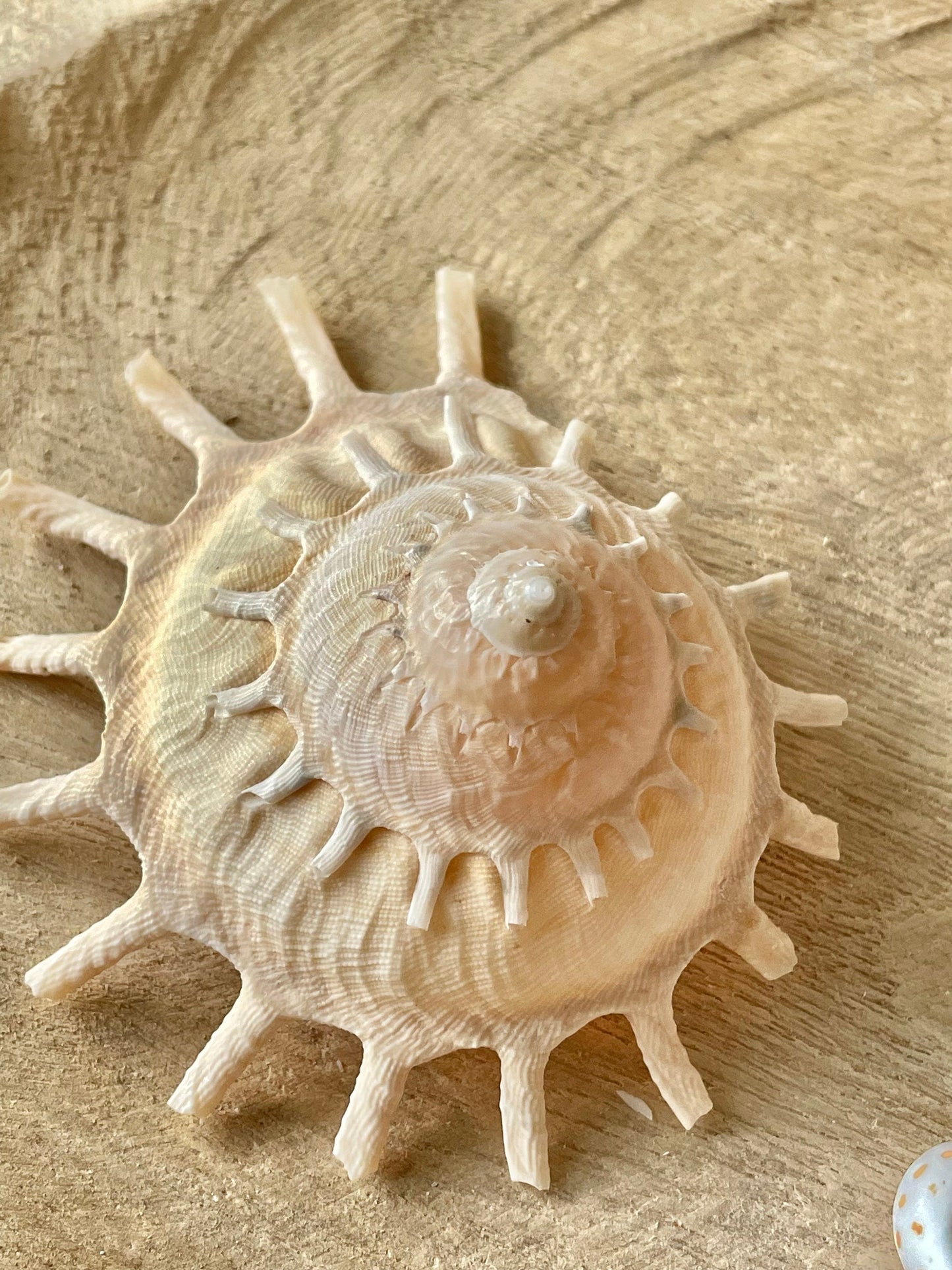 Rare Sun Carrier Stellaria Solarius Display Shell Up to 3-5"! Seashell Collectors Home Beach Nautical Coastal Décor Yellow Beige