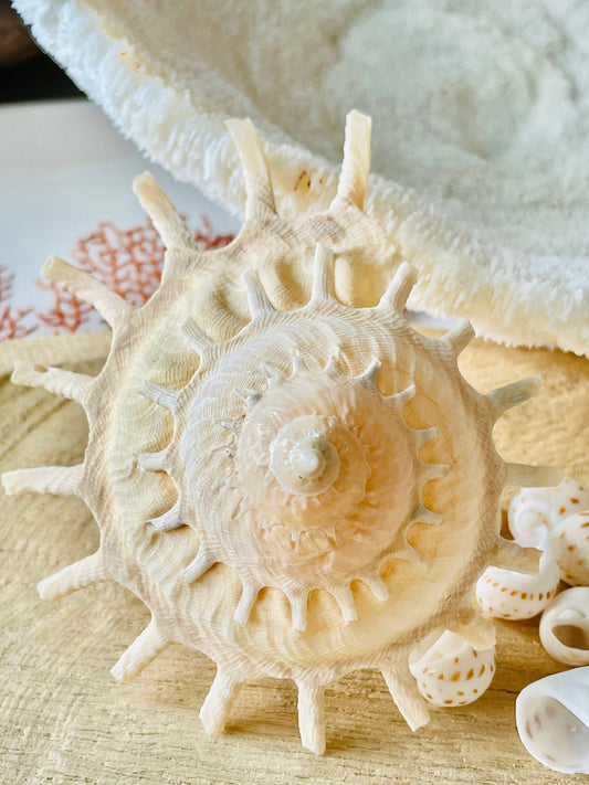 Rare Sun Carrier Stellaria Solarius Display Shell Up to 3-5"! Seashell Collectors Home Beach Nautical Coastal Décor Yellow Beige