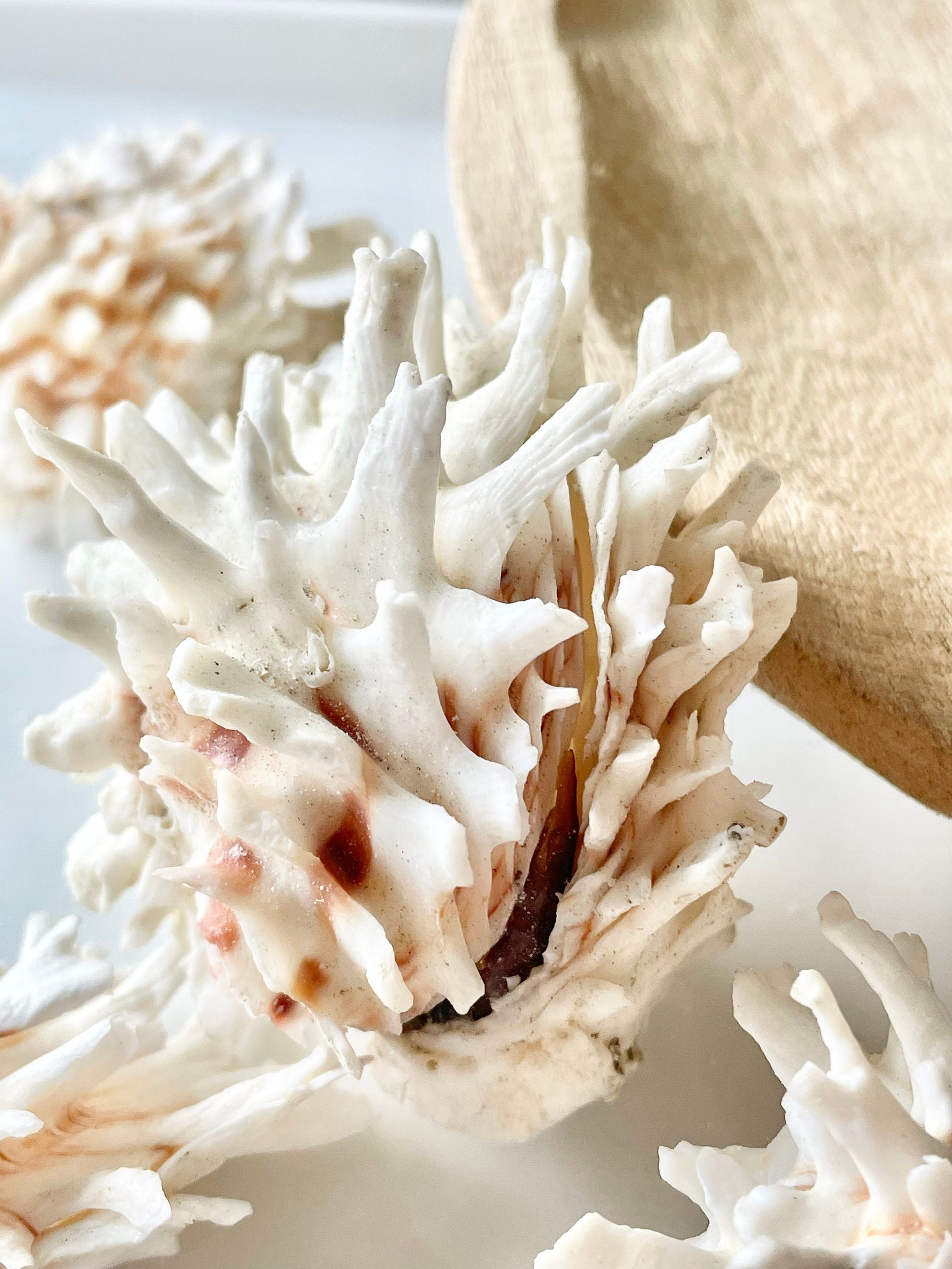 WHITE JEWEL BOX Shells *All Sizes* Glued Shut Paired Display Craft Seashells Spiny Clam Lazarius