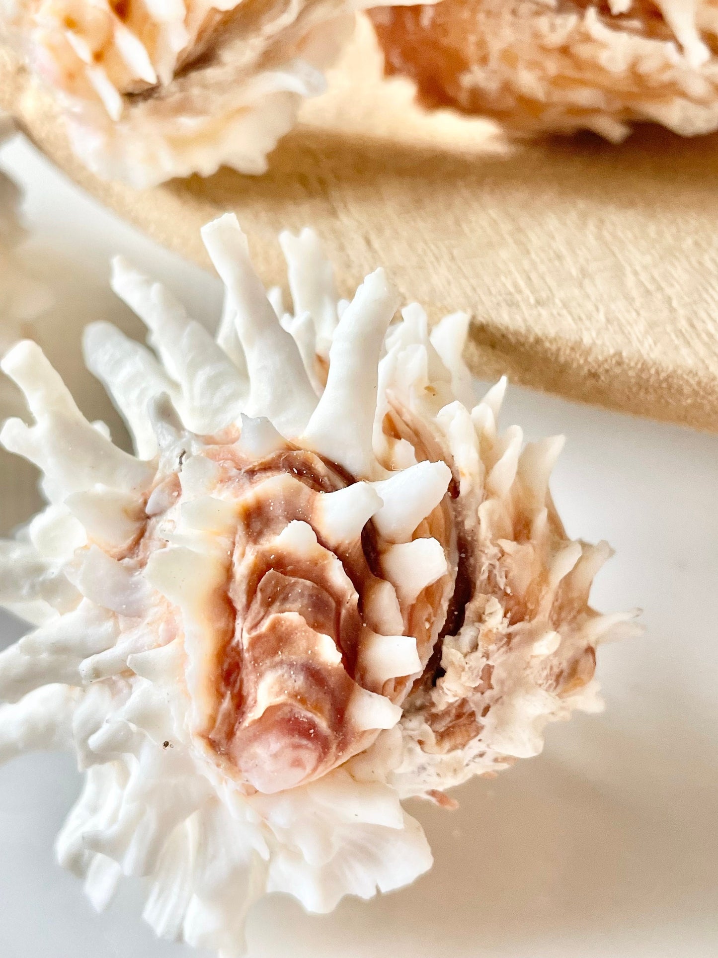 White Jewel Box Shells, 2.5-3.5" Paired Seashells, Spiny Clam Lazarius