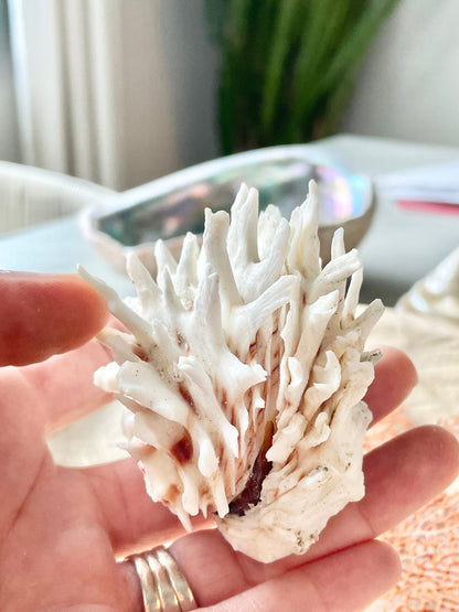 White Jewel Box Shells, 2.5-3.5" Paired Seashells, Spiny Clam Lazarius