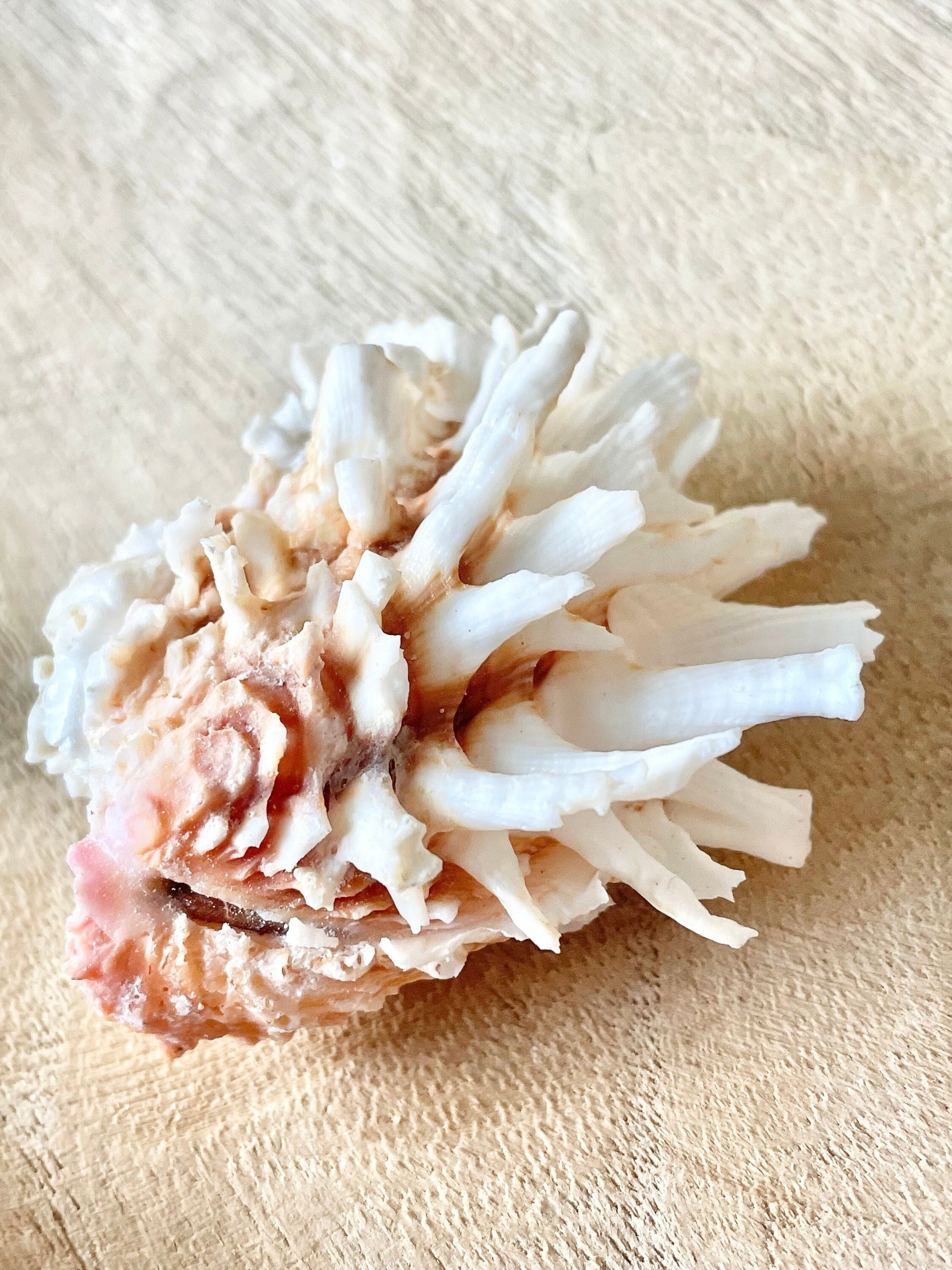 WHITE JEWEL BOX Shells *All Sizes* Glued Shut Paired Display Craft Seashells Spiny Clam Lazarius