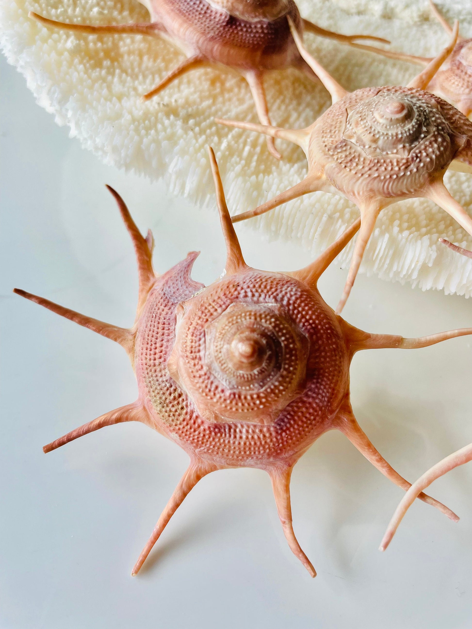YOKA STAR TURBAN Shell: 2.5-3.5" Pink Red Display Seashell