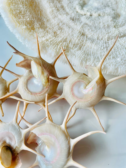 YOKA STAR TURBAN Shell *All Sizes* Natural Deep Red Guildfordia Display Seashell Beach House Décor