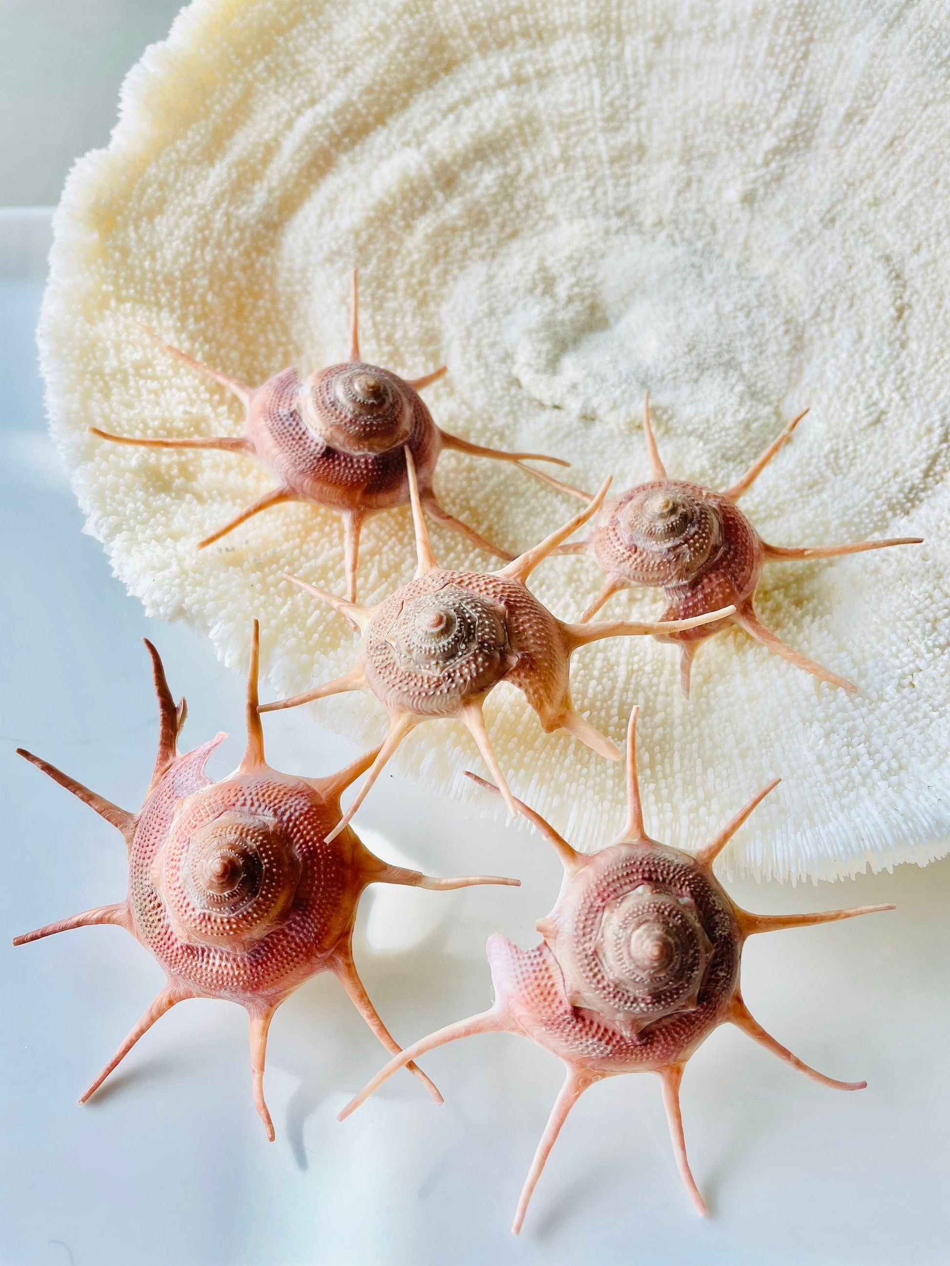 YOKA STAR TURBAN Shell *All Sizes* Natural Deep Red Guildfordia Display Seashell Beach House Décor