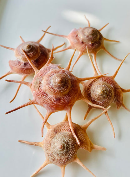 YOKA STAR TURBAN Shell *All Sizes* Natural Deep Red Guildfordia Display Seashell Beach House Décor