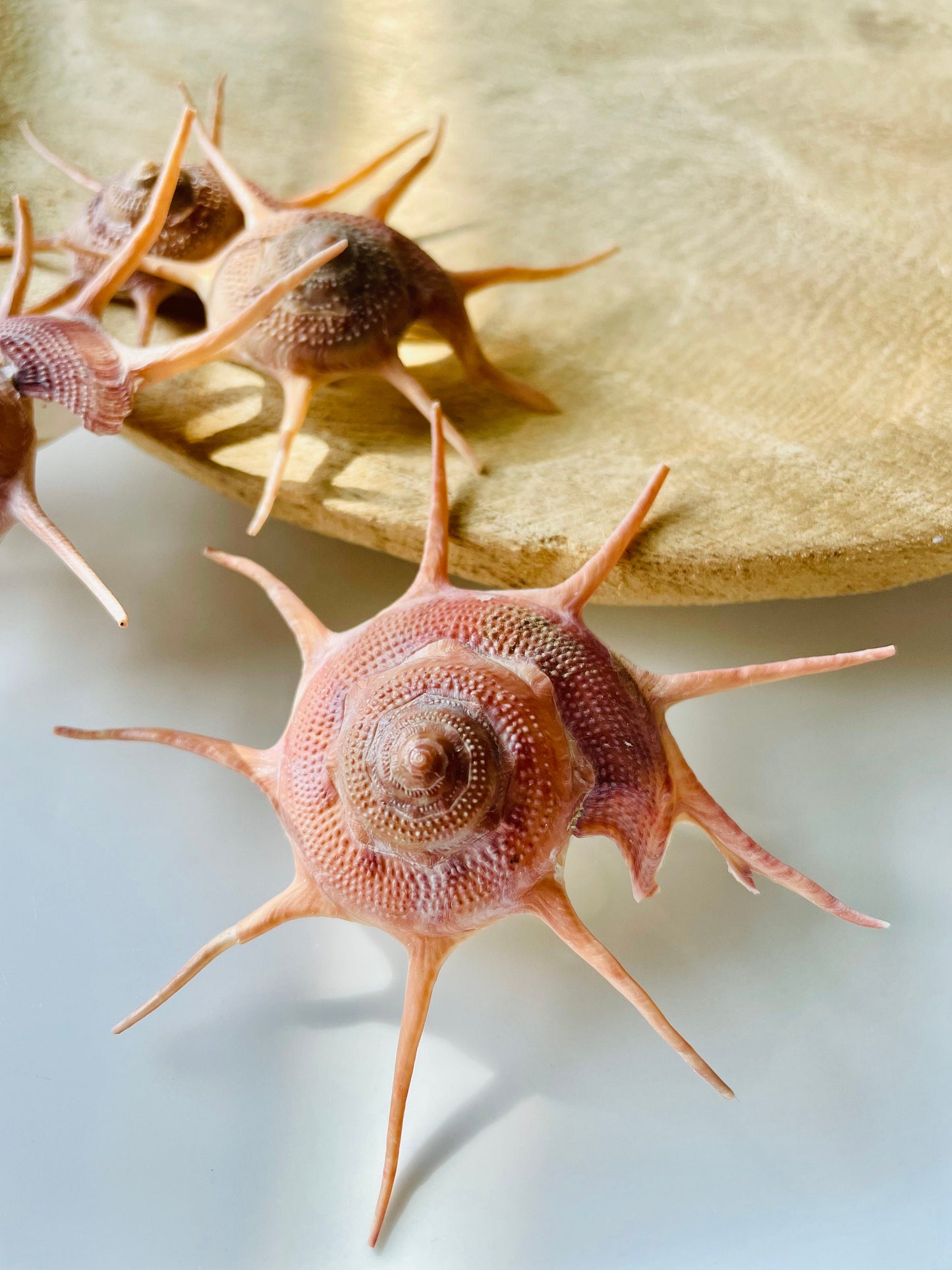 YOKA STAR TURBAN Shell *All Sizes* Natural Deep Red Guildfordia Display Seashell Beach House Décor