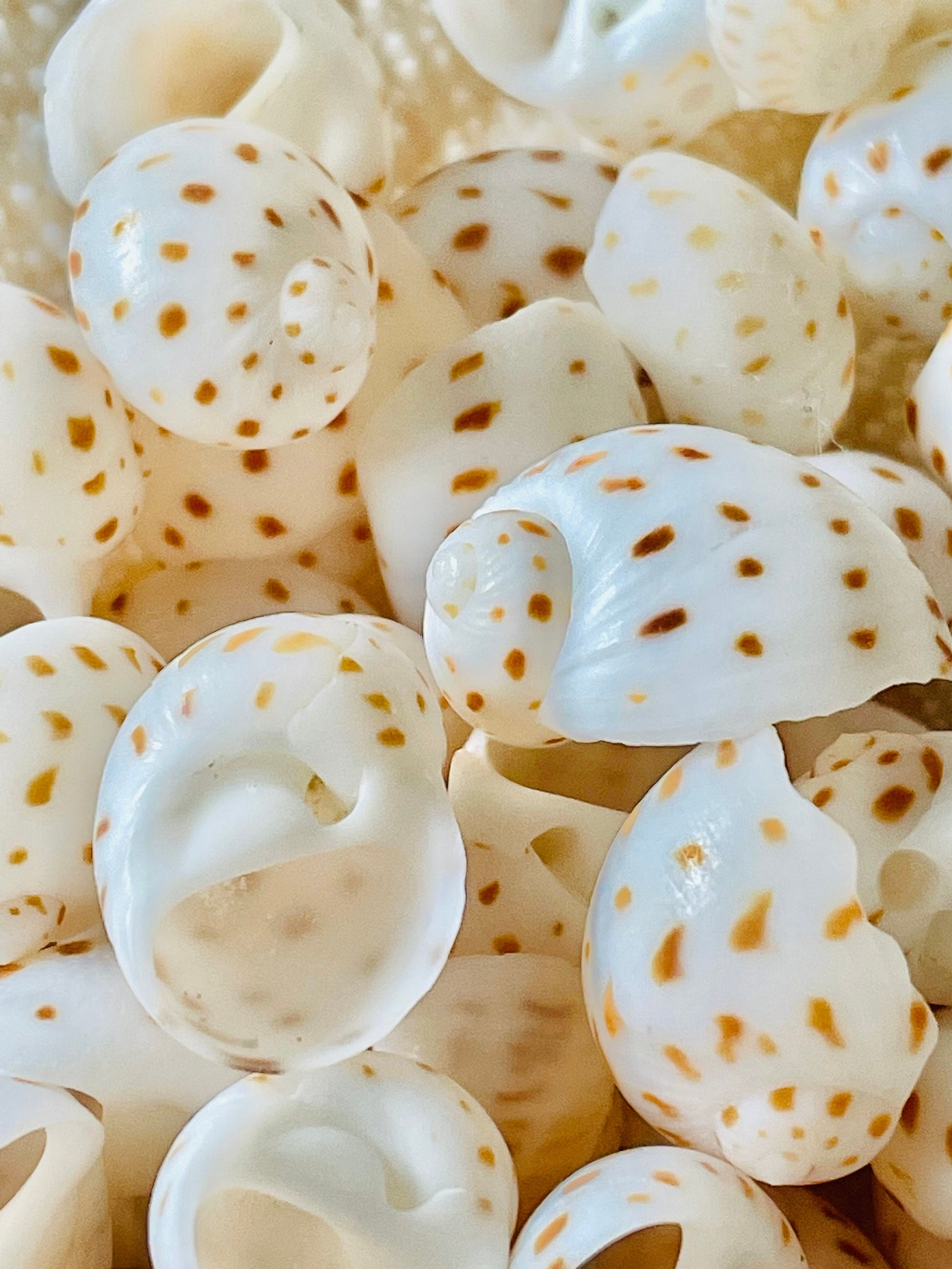 NATICA ONEIDA SHELLS *You Choose Quantity* 1/2"-7/8" Natural White Brown Speckled Spots Small Craft Snail Seashells Coastal Beach Home Décor