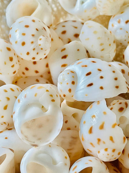 NATICA ONEIDA SHELLS *You Choose Quantity* 1/2"-7/8" Natural White Brown Speckled Spots Small Craft Snail Seashells Coastal Beach Home Décor