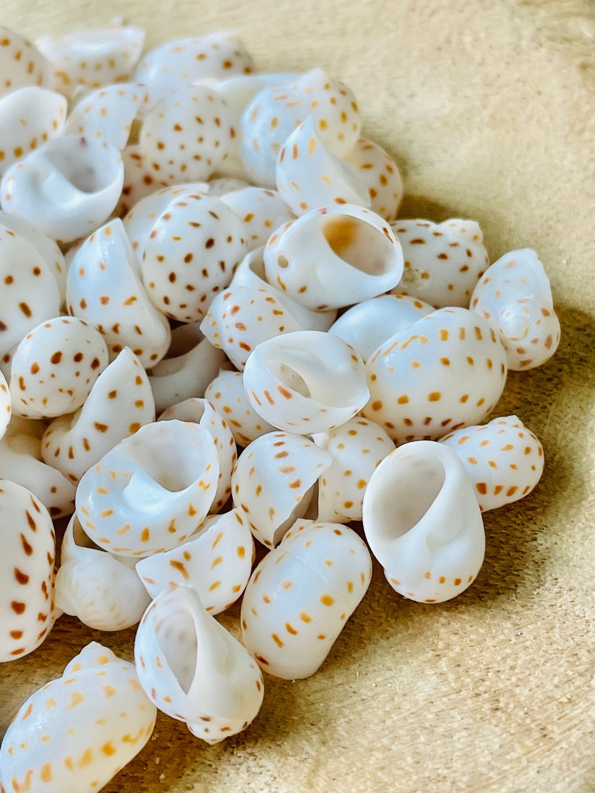 NATICA ONEIDA SHELLS *You Choose Quantity* 1/2"-7/8" Natural White Brown Speckled Spots Small Craft Snail Seashells Coastal Beach Home Décor