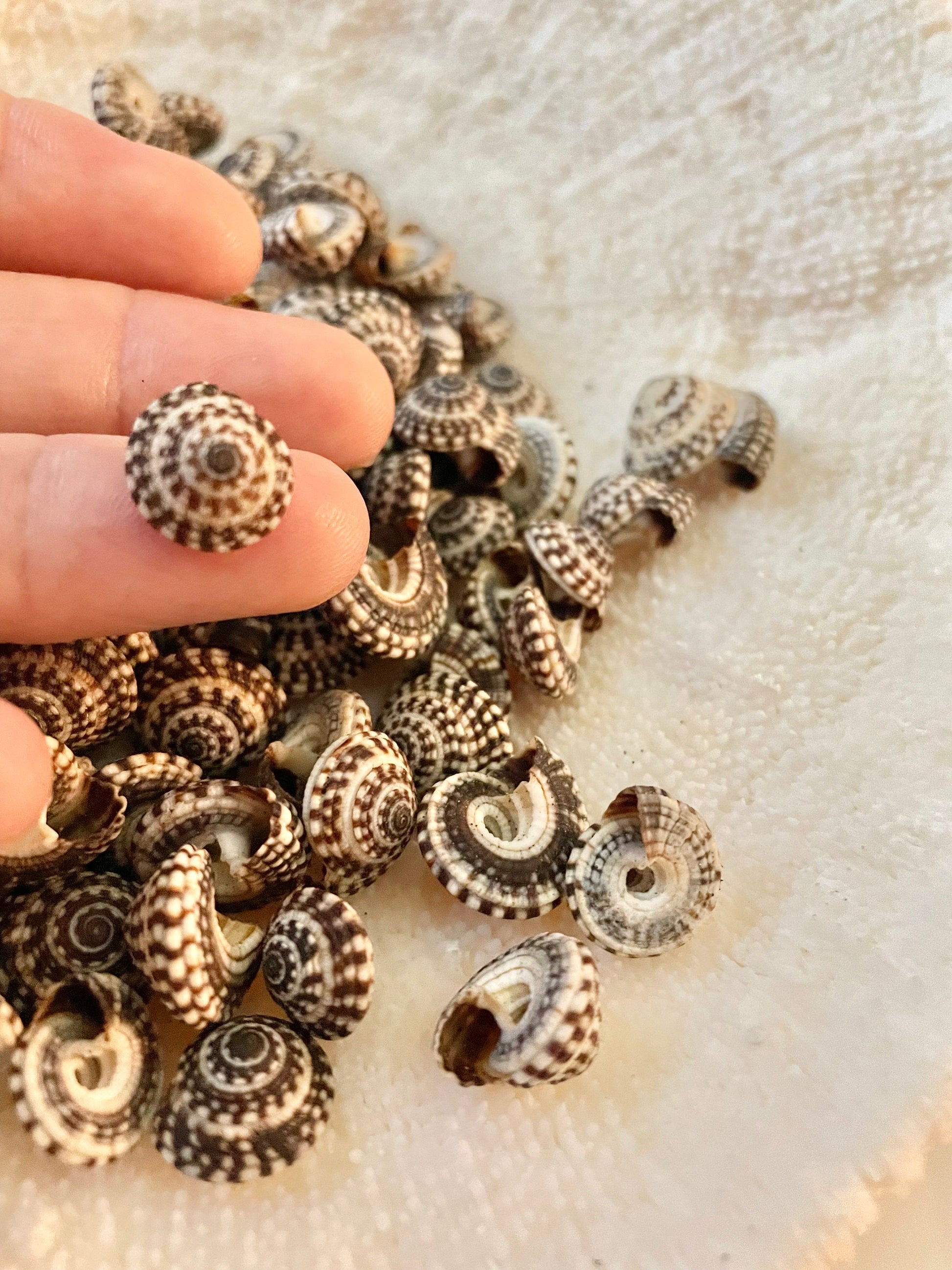 Heliacus Snail Shells 1/2"-7/8" YOU PICK QUANTITY Black White Tiny Small Craft Coastal Beach Home Décor Sea Shells Free Shipping