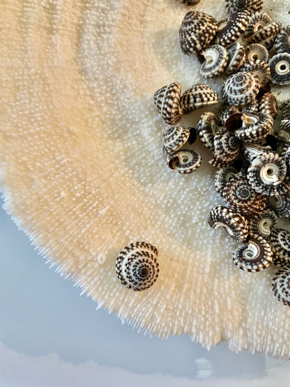 Heliacus Snail Shells 1/2"-7/8" YOU PICK QUANTITY Black White Tiny Small Craft Coastal Beach Home Décor Sea Shells Free Shipping