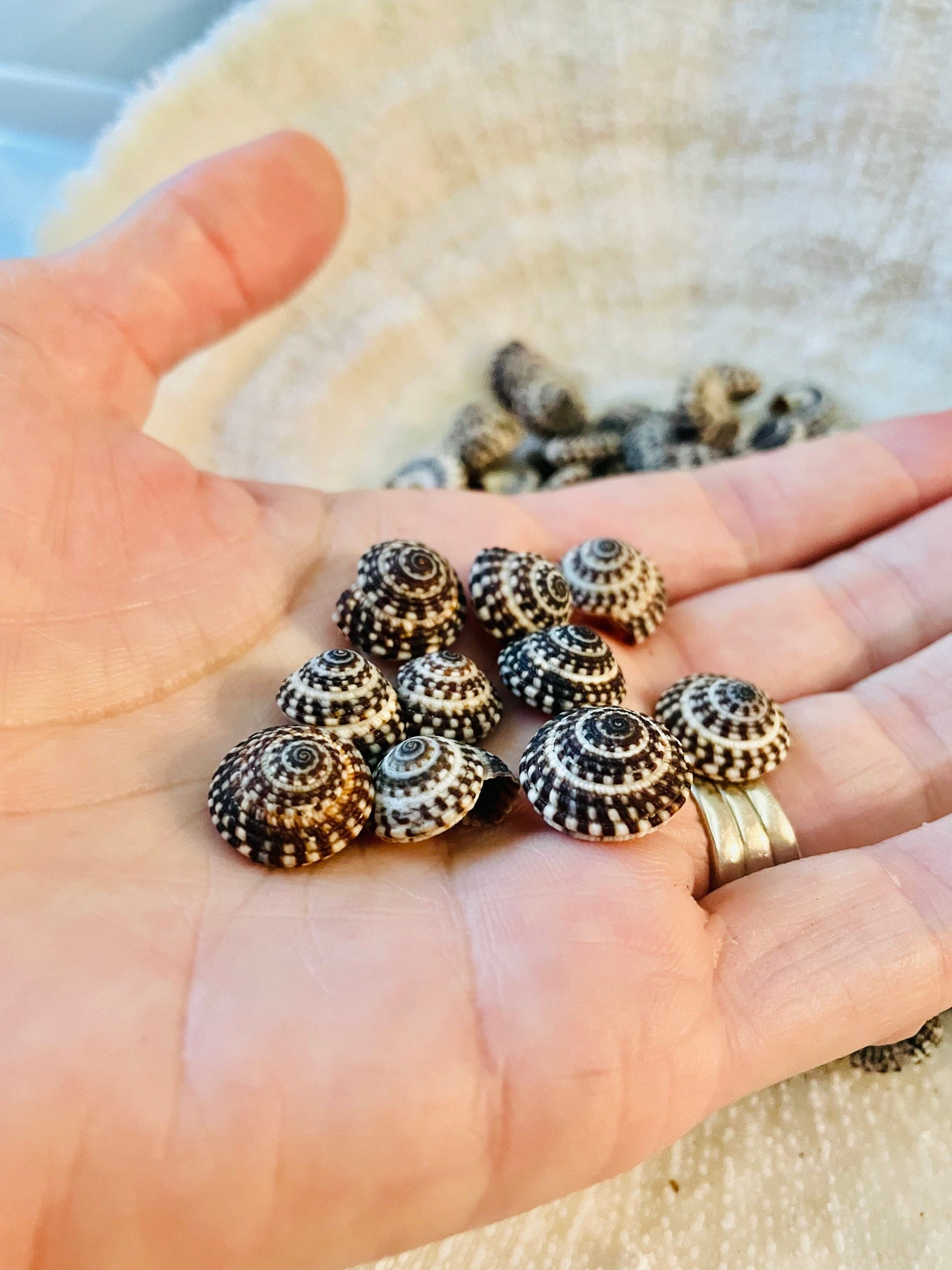 Heliacus Snail Shells 1/2"-7/8" YOU PICK QUANTITY Black White Tiny Small Craft Coastal Beach Home Décor Sea Shells Free Shipping