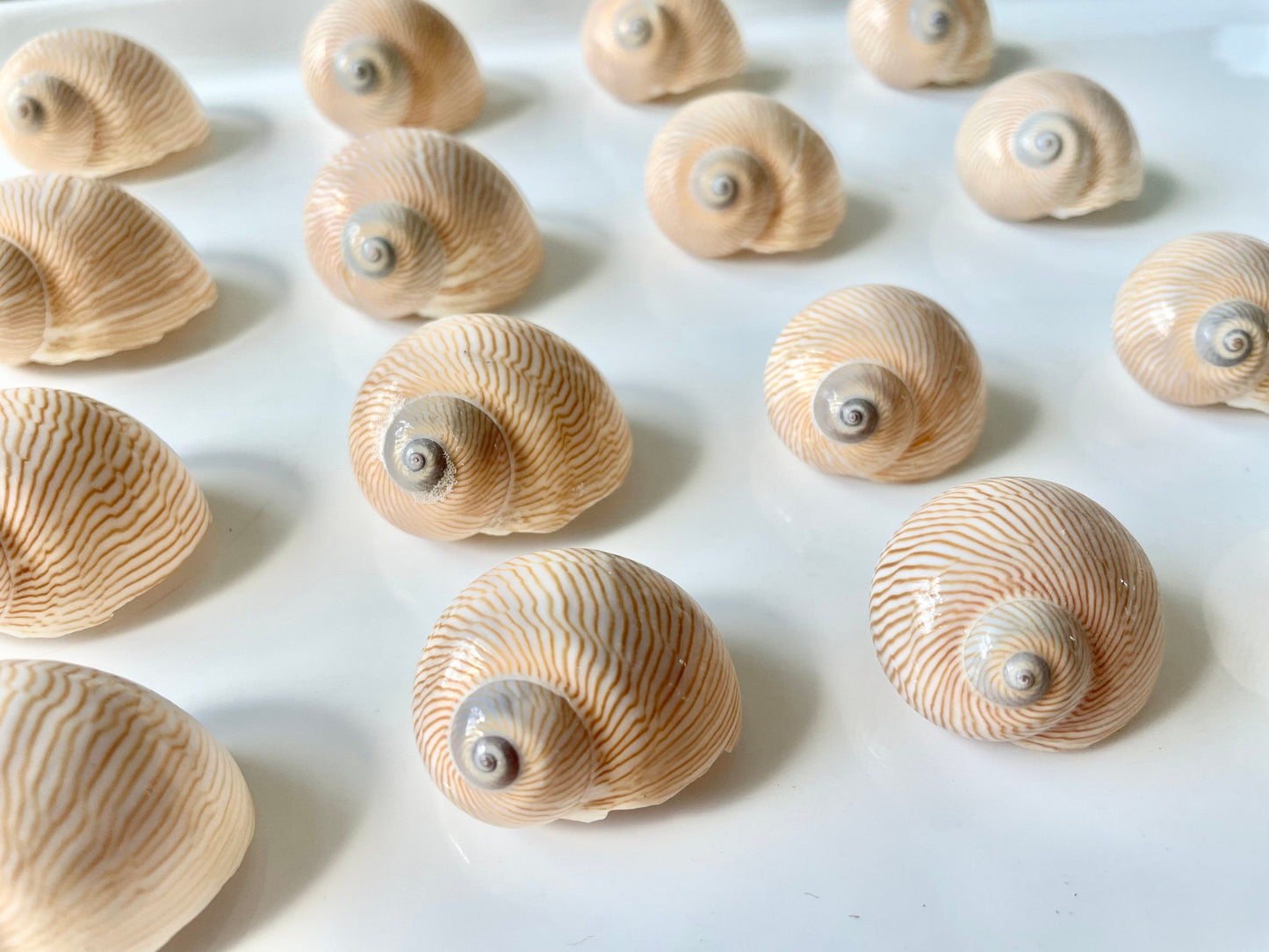 Moon Snail Shells: Nautica Lineata, Striped Coastal Decor (0.75-1.5")
