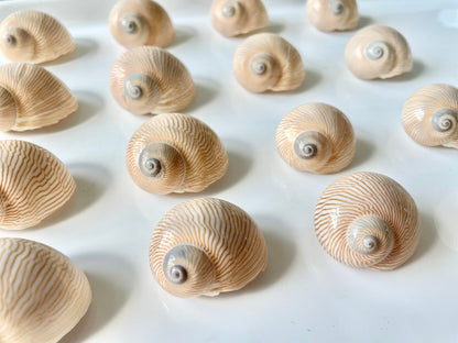 Moon Snail Shells: Nautica Lineata, Striped Coastal Decor (0.75-1.5")