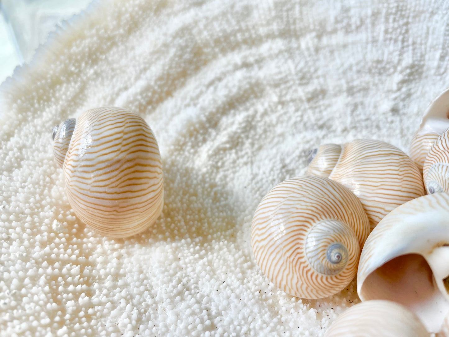 NAUTICA LINEATA Shells *You Choose Quantity* 1"-1.5" Moon Snail Small Craft Seashells Beige Blue Striped Coastal Beach Home Décor