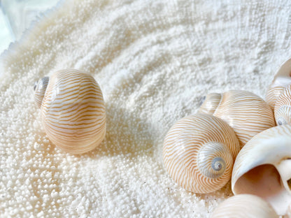NAUTICA LINEATA Shells *You Choose Quantity* 1"-1.5" Moon Snail Small Craft Seashells Beige Blue Striped Coastal Beach Home Décor