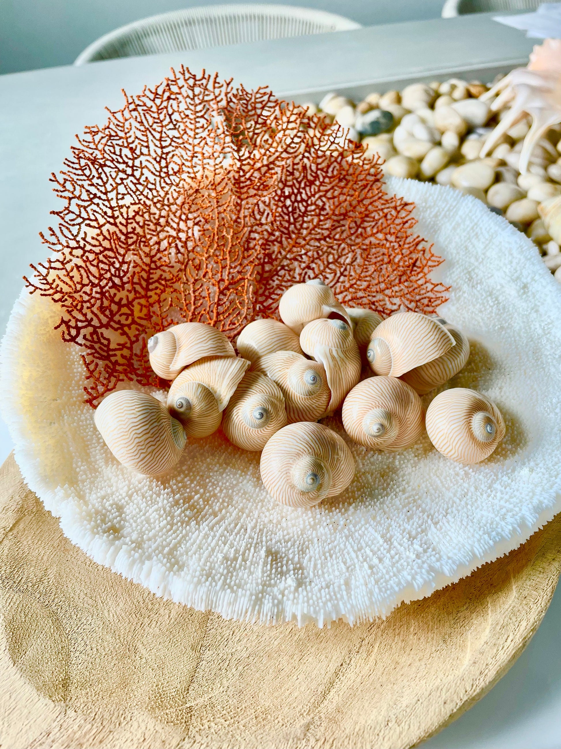 Real Natural Dried Sea Fan Pieces 4-6” Coral Colored Beach Coastal Décor Decorative Crafts FREE SHIPPING