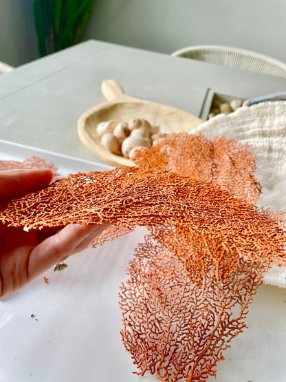 Real Natural Dried Sea Fan Pieces 4-6” Coral Colored Beach Coastal Décor Decorative Crafts FREE SHIPPING