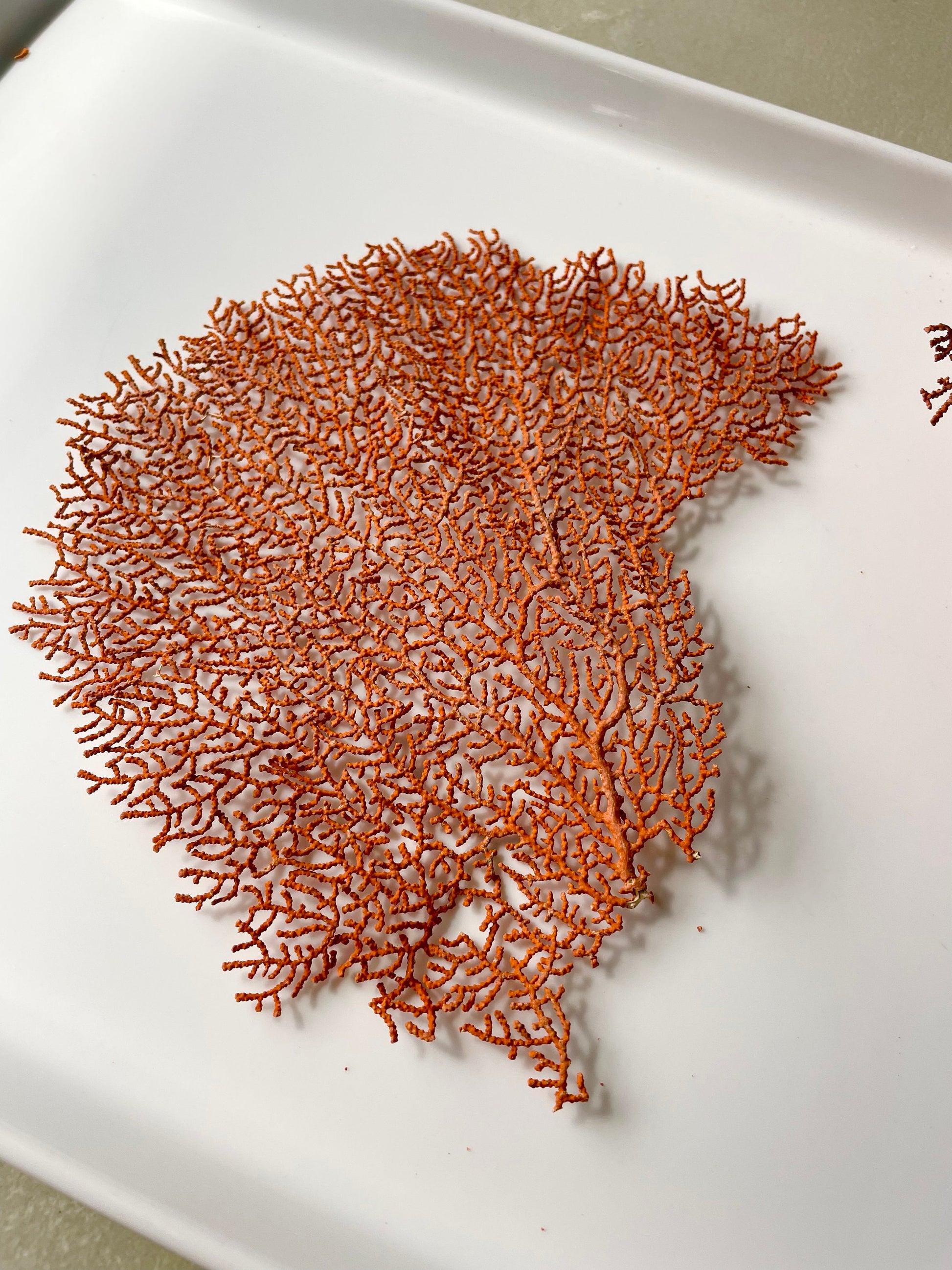 Real Natural Dried Sea Fan Pieces 4-6” Coral Colored Beach Coastal Décor Decorative Crafts FREE SHIPPING