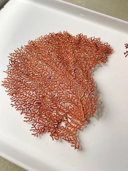 Real Natural Dried Sea Fan Pieces 4-6” Coral Colored Beach Coastal Décor Decorative Crafts FREE SHIPPING