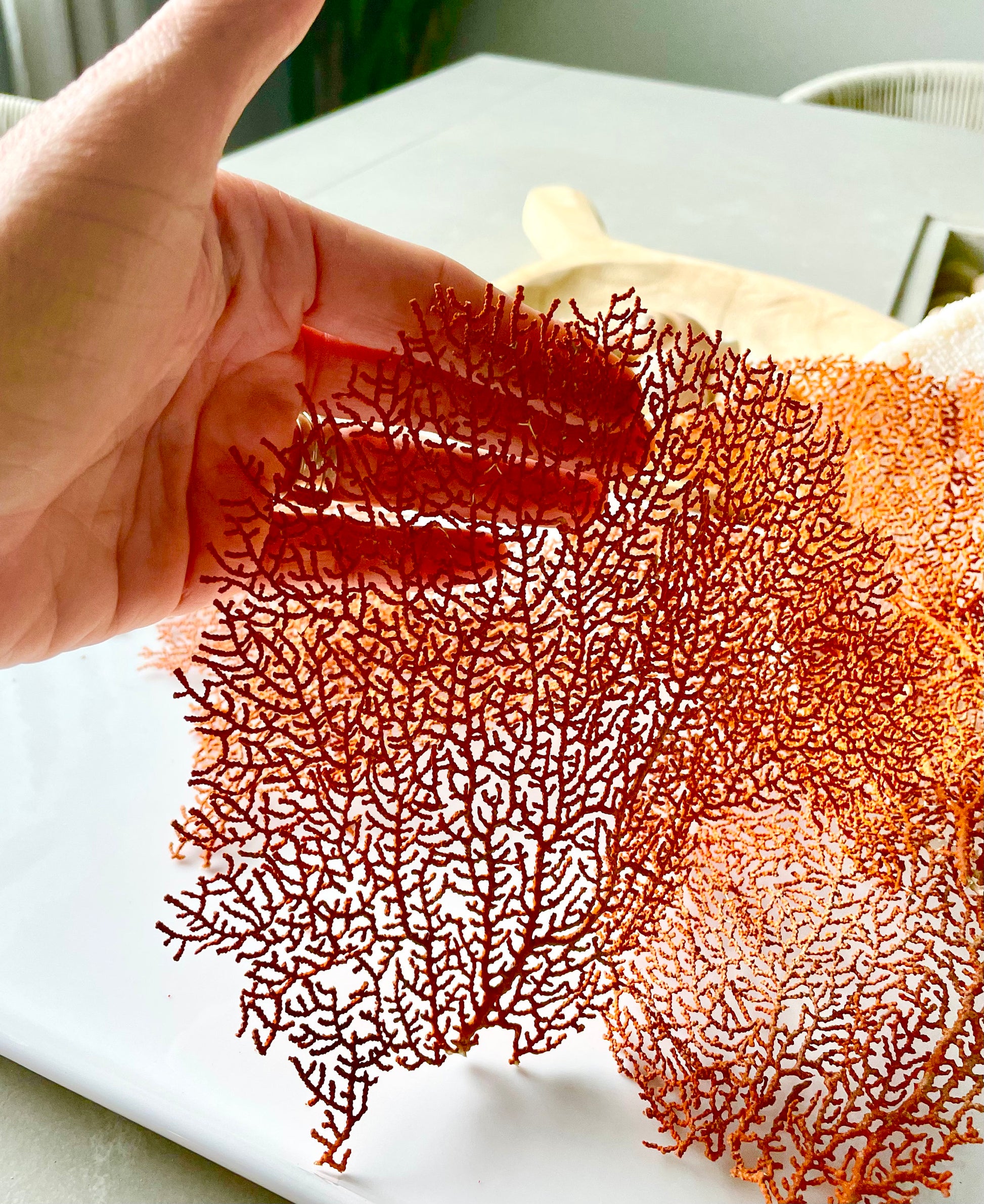 Real Natural Dried Sea Fan Pieces 4-6” Coral Colored Beach Coastal Décor Decorative Crafts FREE SHIPPING