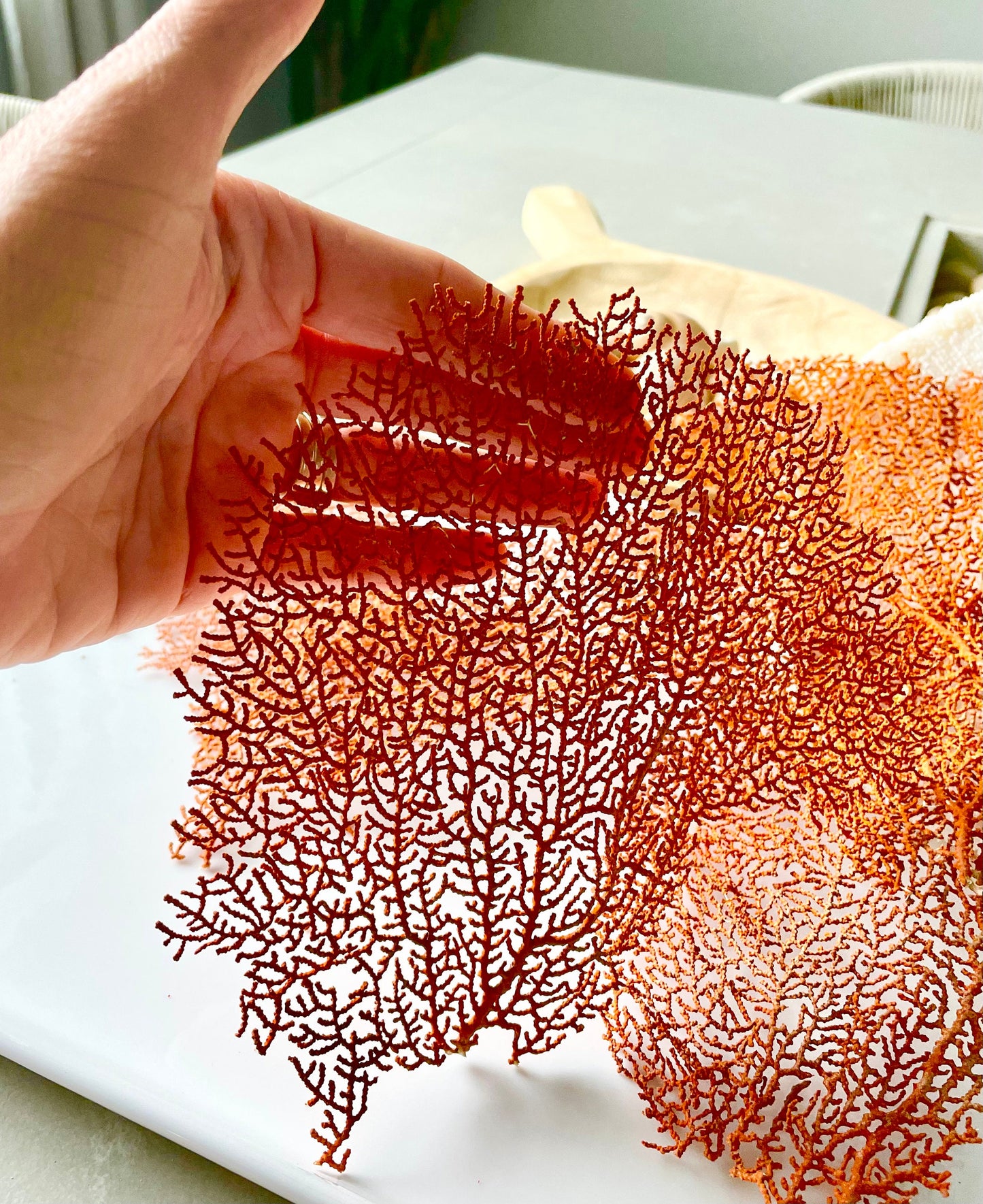 Natural Dried Sea Fan Pieces 4-6" *You Choose Quantity* Coral Coastal Décor