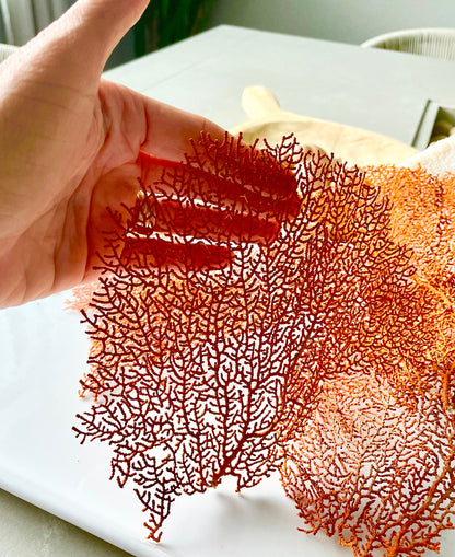 Natural Dried Sea Fan Pieces 4-6" *You Choose Quantity* Coral Coastal Décor