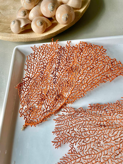 Real Natural Dried Sea Fan Pieces 4-6” Coral Colored Beach Coastal Décor Decorative Crafts FREE SHIPPING