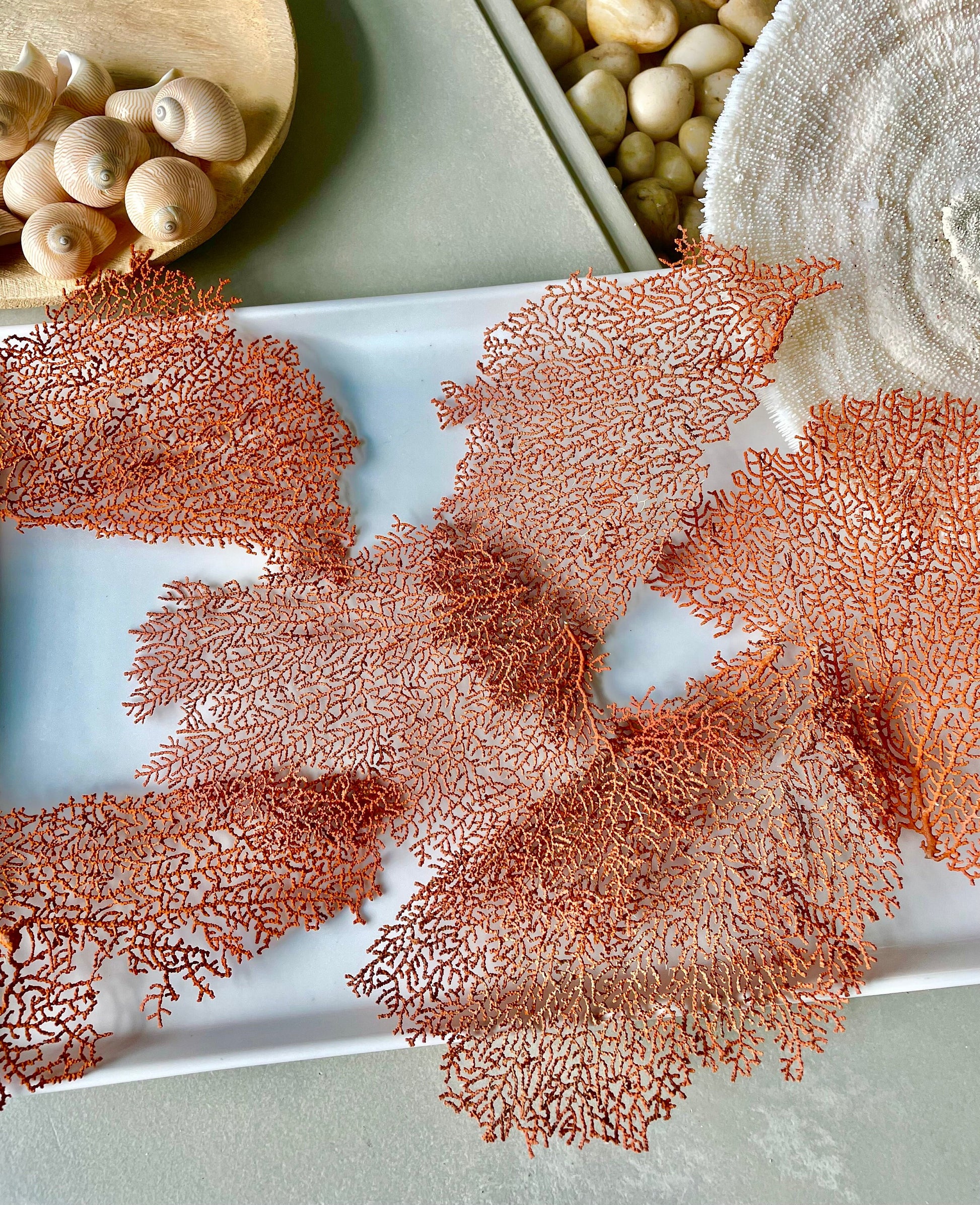 Real Natural Dried Sea Fan Pieces 4-6” Coral Colored Beach Coastal Décor Decorative Crafts FREE SHIPPING