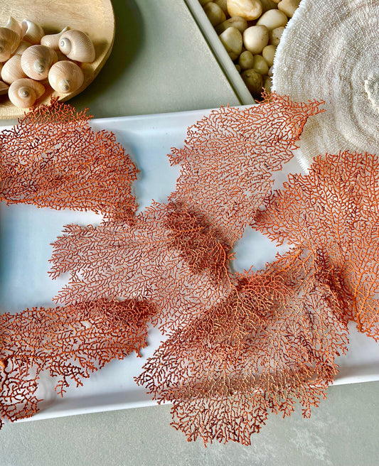 Real Natural Dried Sea Fan Pieces 4-6” Coral Colored Beach Coastal Décor Decorative Crafts FREE SHIPPING