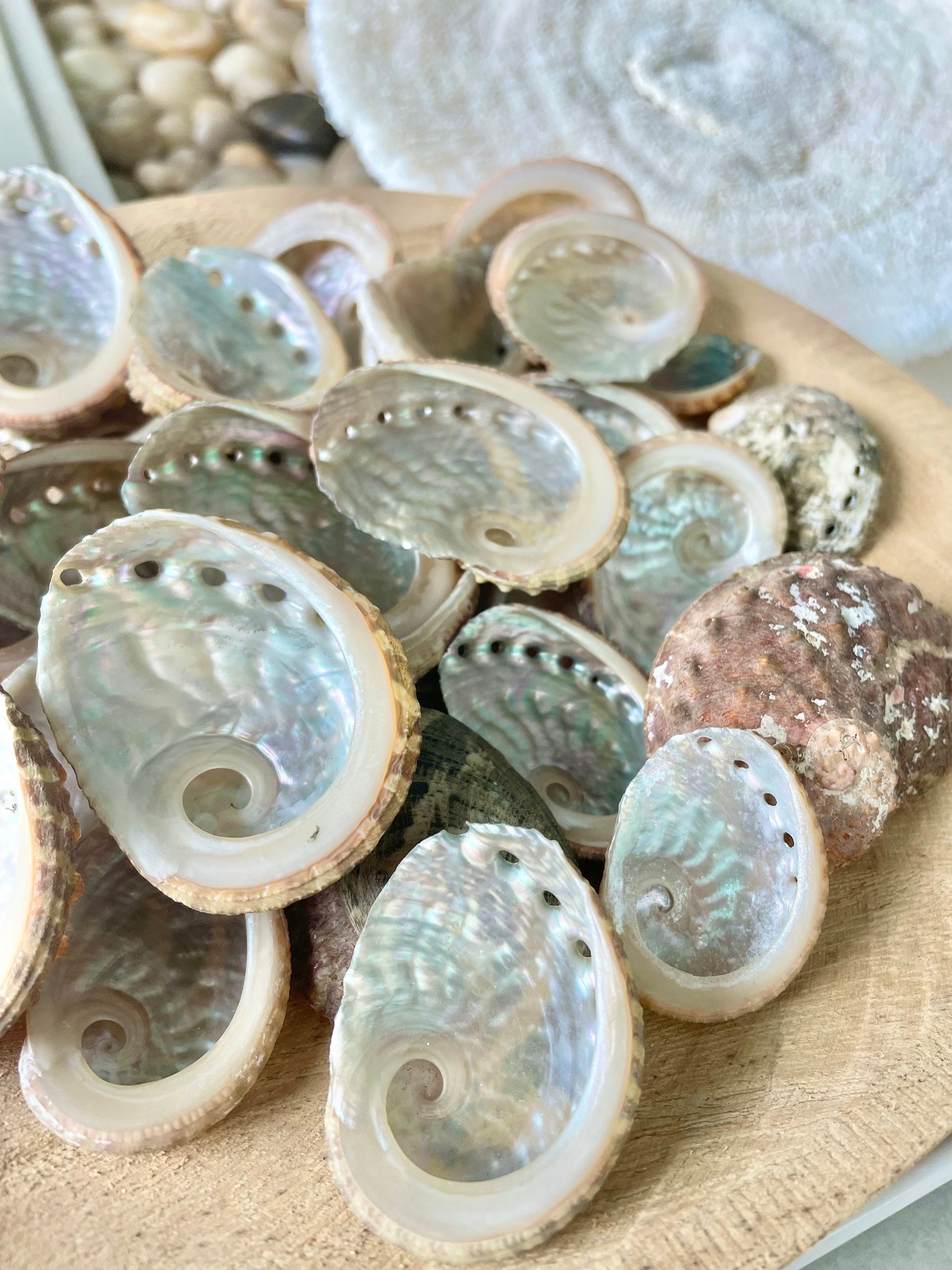 RED ABALONE CRAFT Shells *You Choose Quantity* 1-2.5" Natural Small Craft Seashells Beach Coastal Home Décor