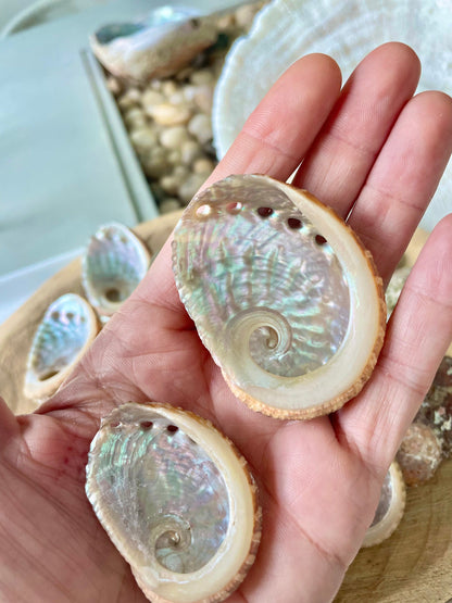 Red Abalone Shells 1-2.5" * You Choose Quantity* Small Craft Seashells, Coastal Home Décor