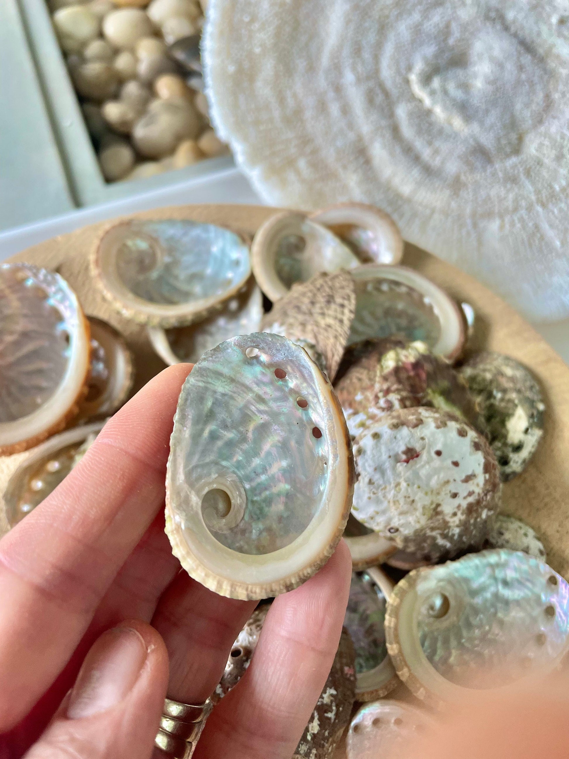 Red Abalone Shells 1-2.5" * You Choose Quantity* Small Craft Seashells, Coastal Home Décor