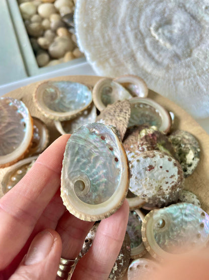 Red Abalone Shells 1-2.5" * You Choose Quantity* Small Craft Seashells, Coastal Home Décor
