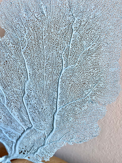 Natural Dried Real Sea Fans Painted LIGHT BLUE 8-20" You Choose Size Ocean Reef Decoration Natural Beach Coastal Décor Display