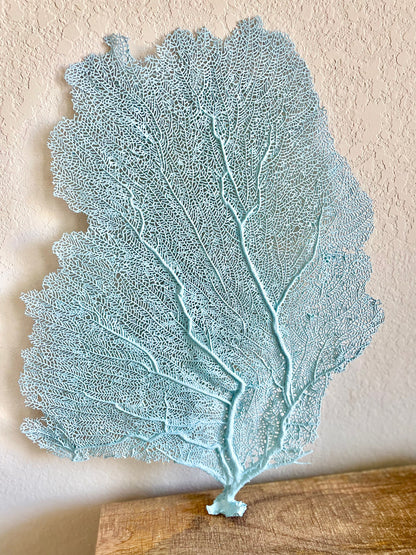 Natural Dried Real Sea Fans Painted LIGHT BLUE 8-20" You Choose Size Ocean Reef Decoration Natural Beach Coastal Décor Display