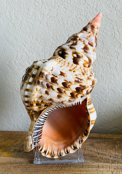 CARIBBEAN TRITON TRUMPET *All Sizes* Natural Brown White Pattered Display Seashell Coastal Beach Home Décor