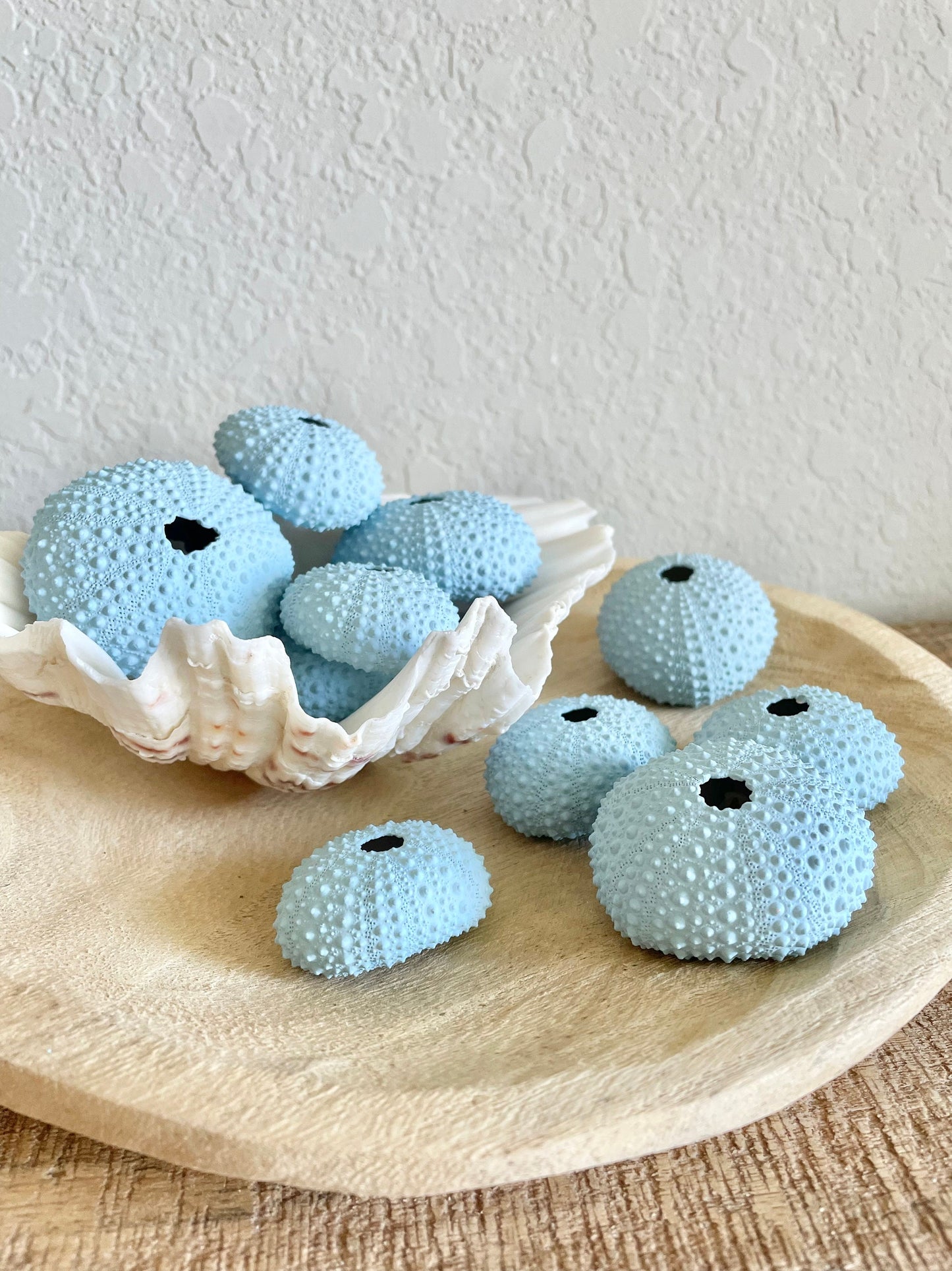 Natural Dried Real Sea Fans Painted LIGHT BLUE 8-20" You Choose Size Ocean Reef Decoration Natural Beach Coastal Décor Display