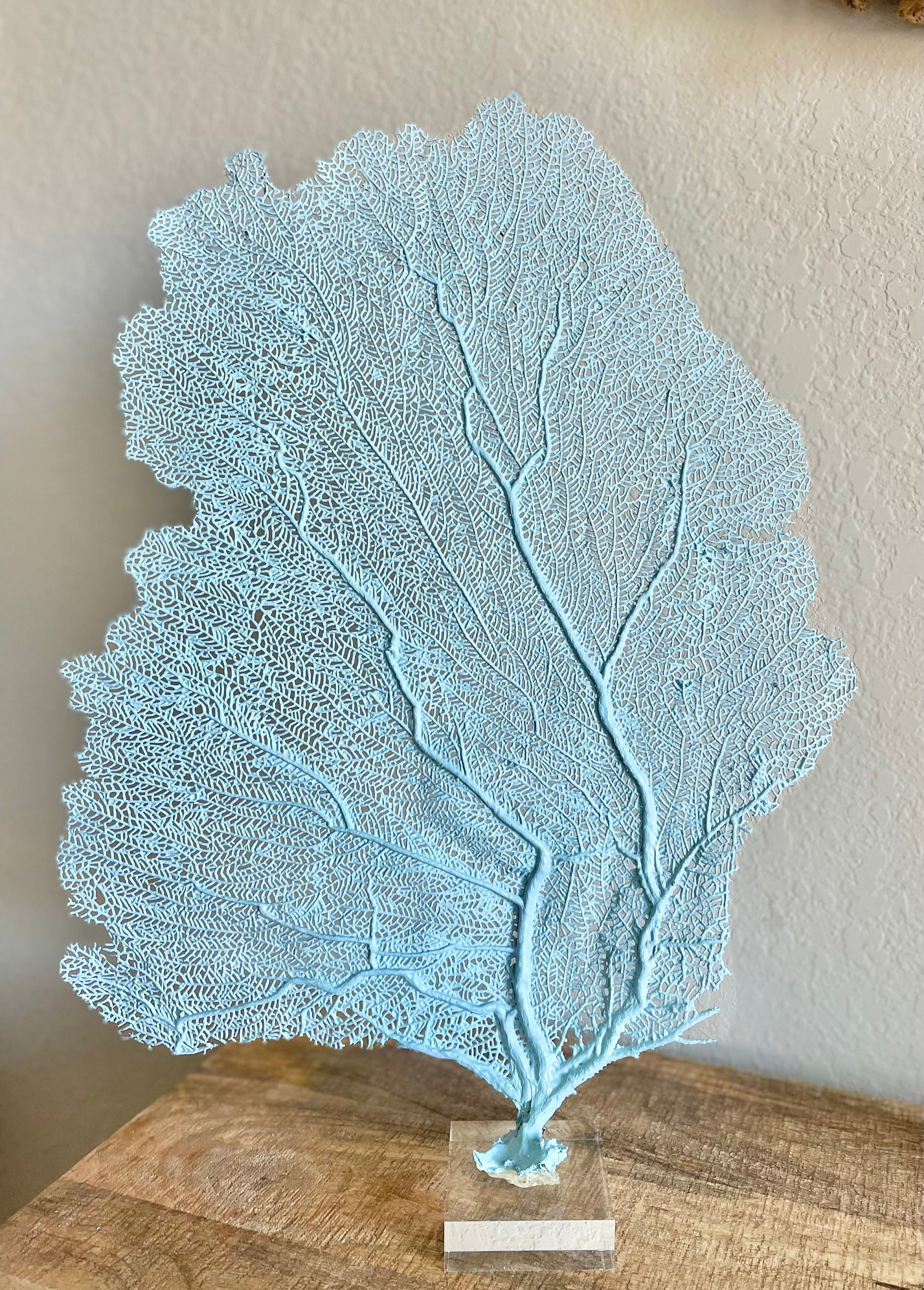 Natural Dried Real Sea Fans Painted LIGHT BLUE 8-20" You Choose Size Ocean Reef Decoration Natural Beach Coastal Décor Display