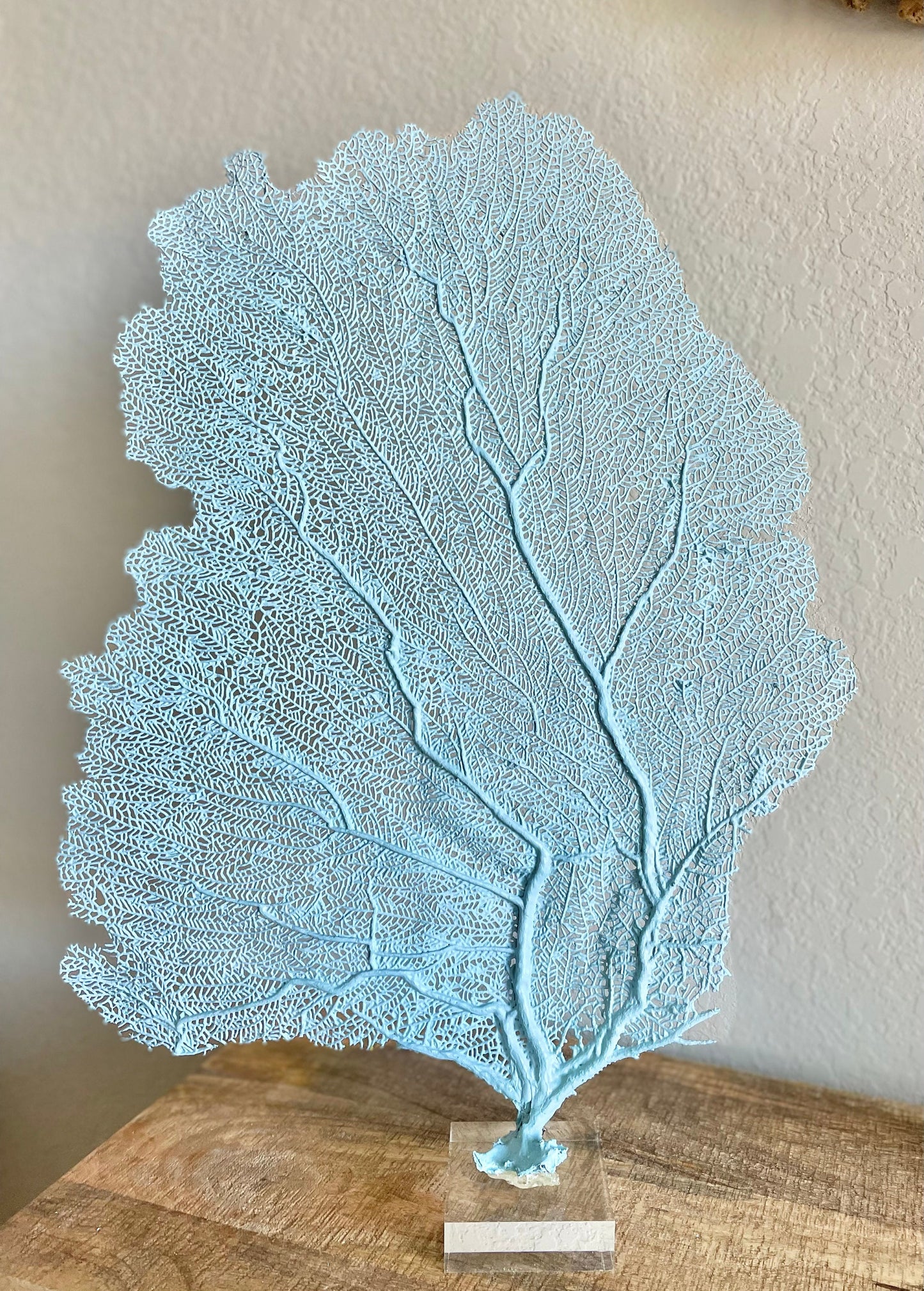 Natural Dried Real Sea Fans Painted LIGHT BLUE 8-20" You Choose Size Ocean Reef Decoration Natural Beach Coastal Décor Display