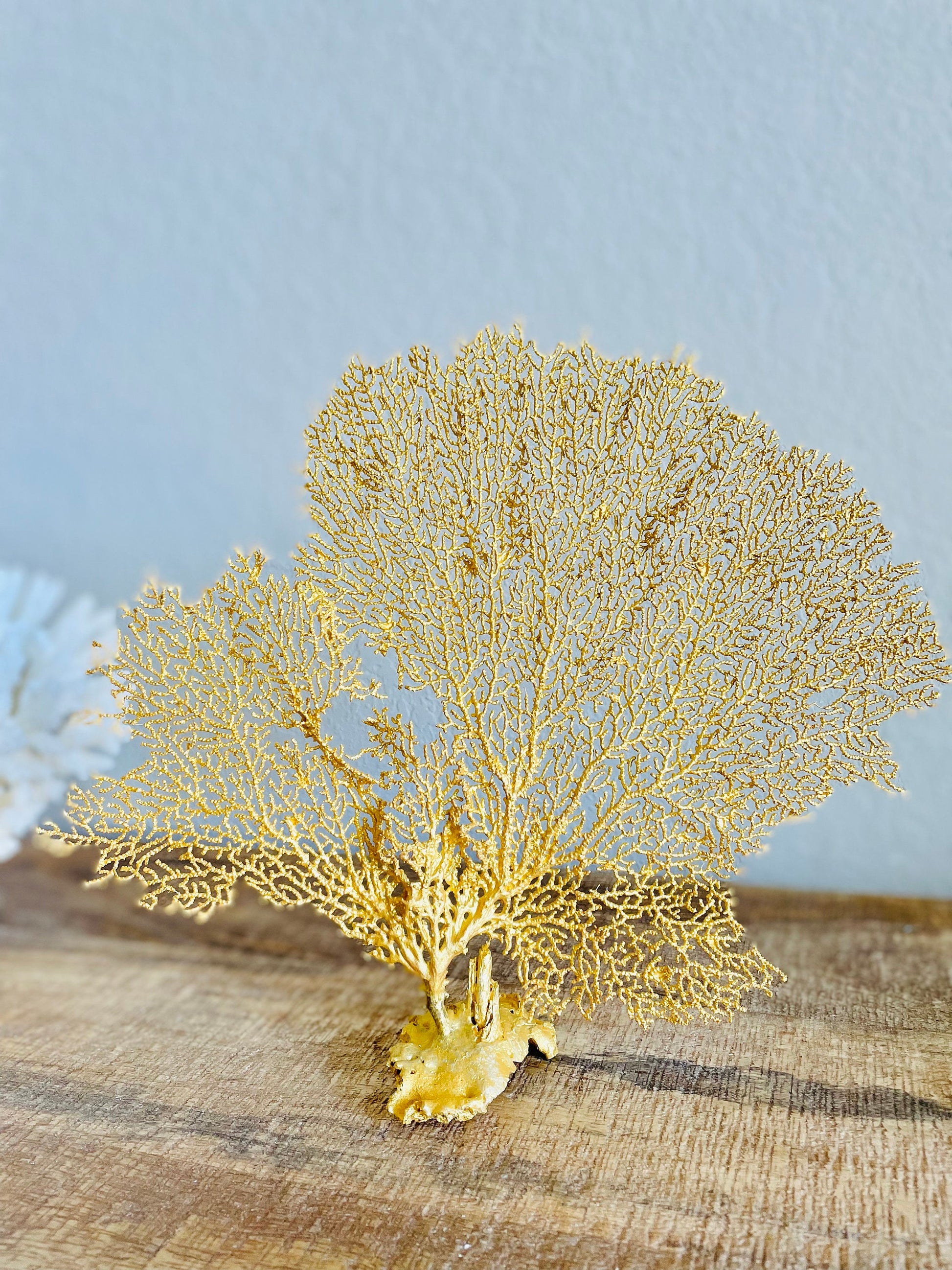 Gold Sea Fan (8-20") *You Choose Size* Natural Hand Painted Coastal Décor