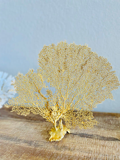 Gold Sea Fan (8-20") *You Choose Size* Natural Hand Painted Coastal Décor