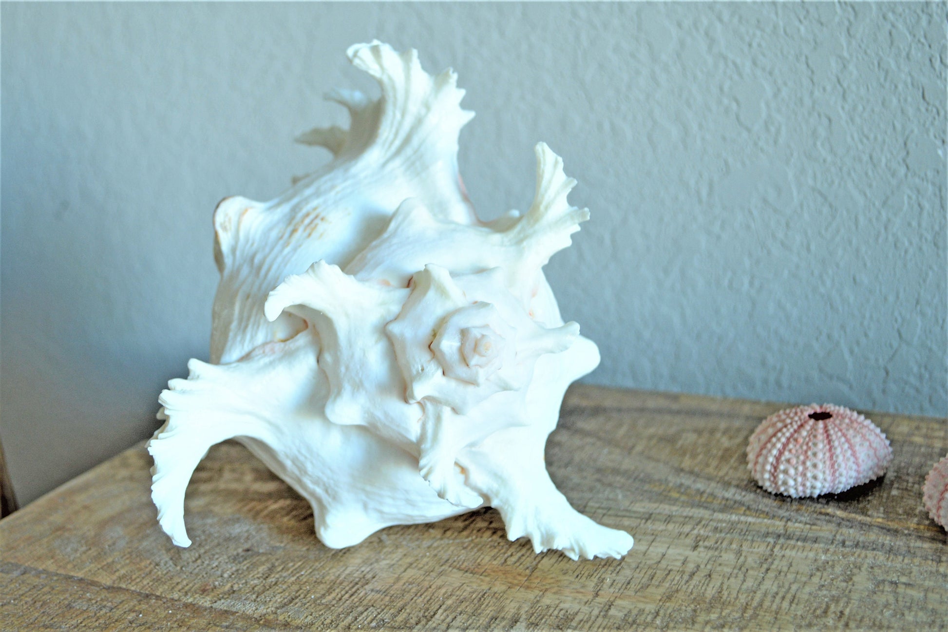HUGE XL Murex Ramosus Shell 8-9" Real Natural Seashell Pink White Planter Beach Nautical Décor Table Display Spikey