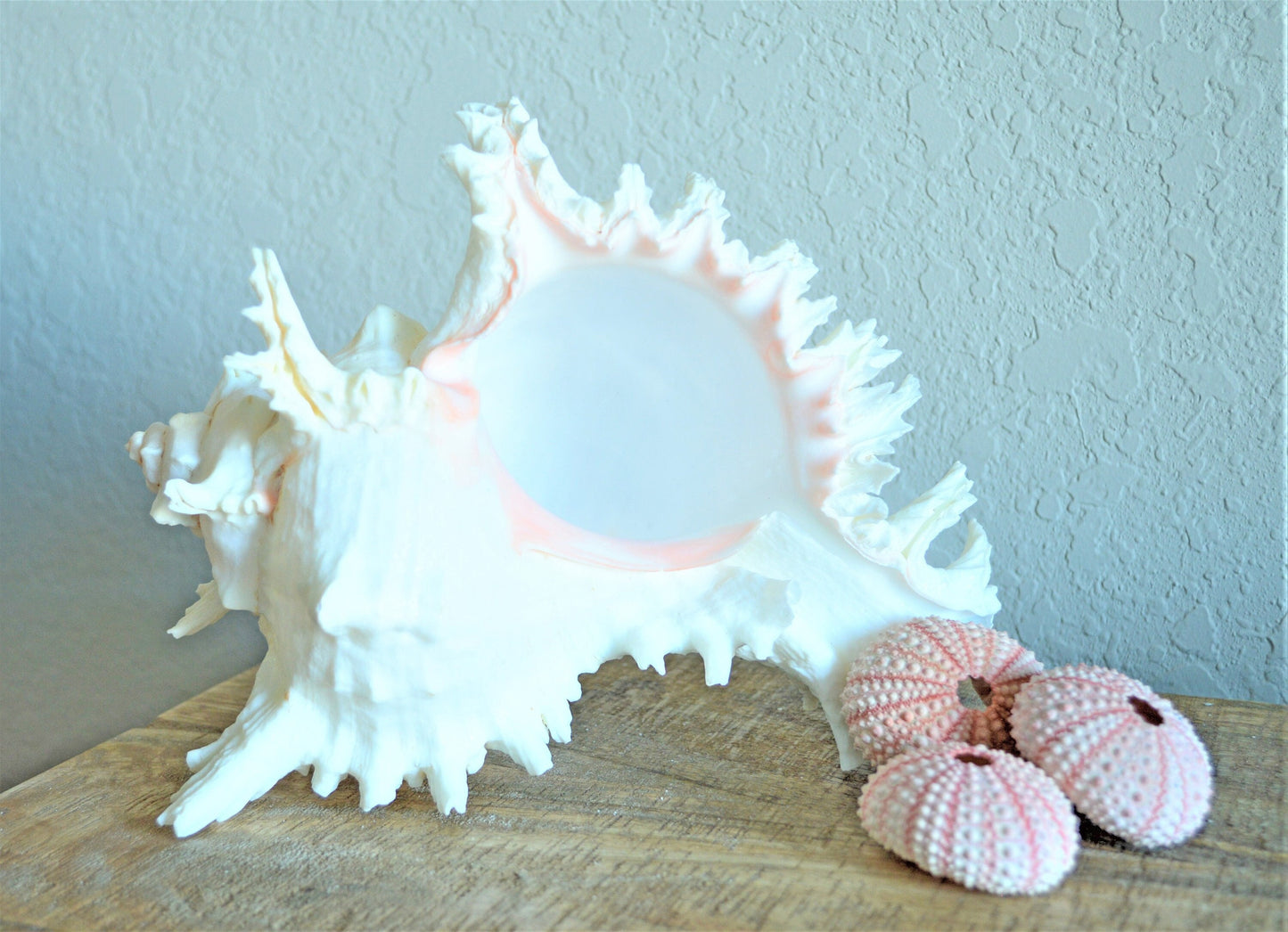 HUGE XL Murex Ramosus Shell 8-9" Real Natural Seashell Pink White Planter Beach Nautical Décor Table Display Spikey