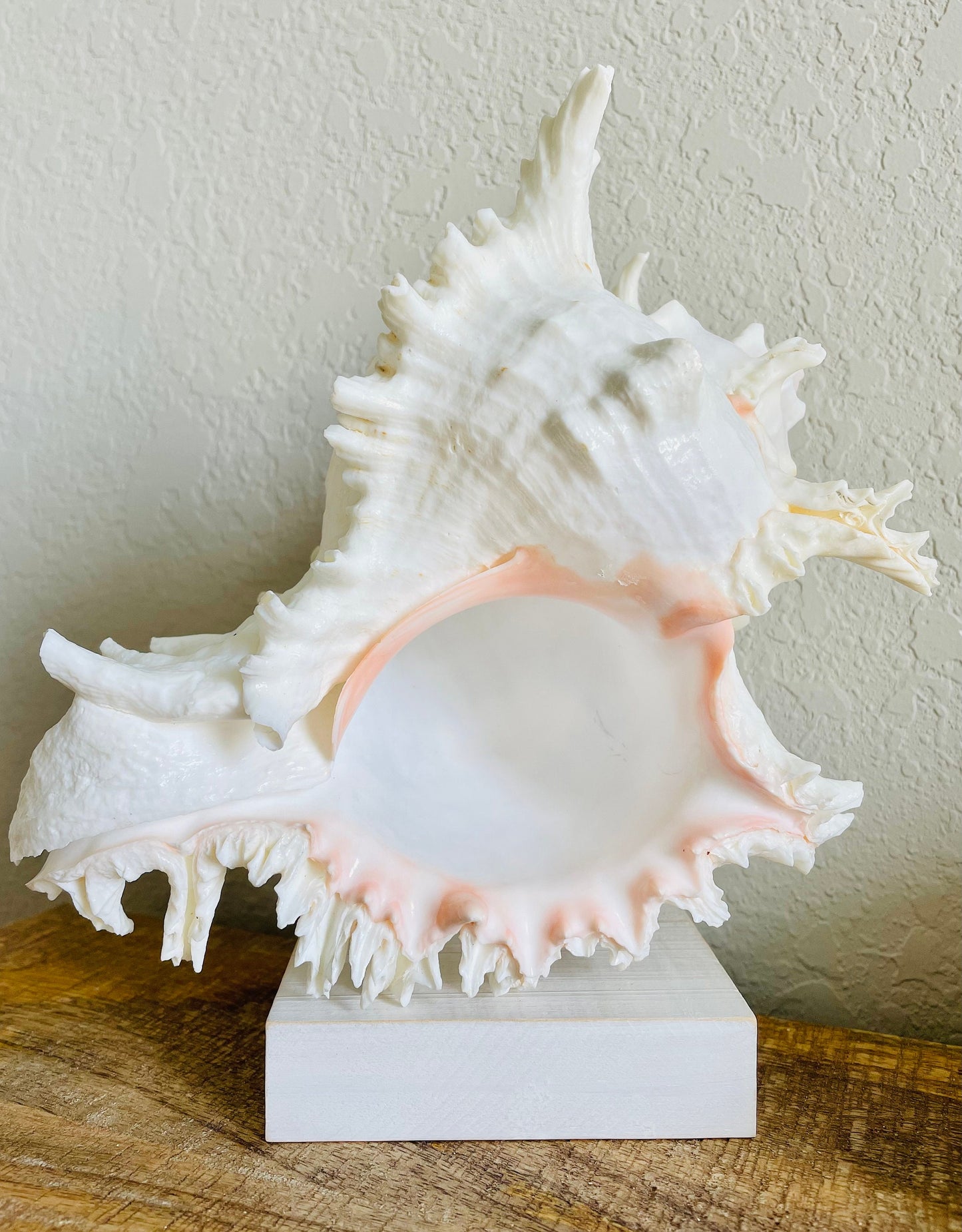 HUGE XL Murex Ramosus Shell 8-9" Real Natural Seashell Pink White Planter Beach Nautical Décor Table Display Spikey